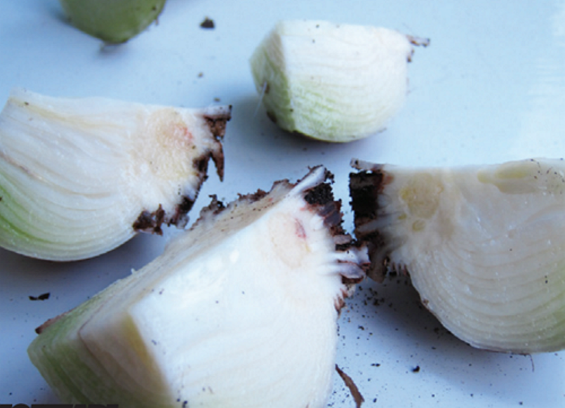Αναπαραγωγή ζυγών hippeastrum. Και αυτό είναι μόνο η αρχή...