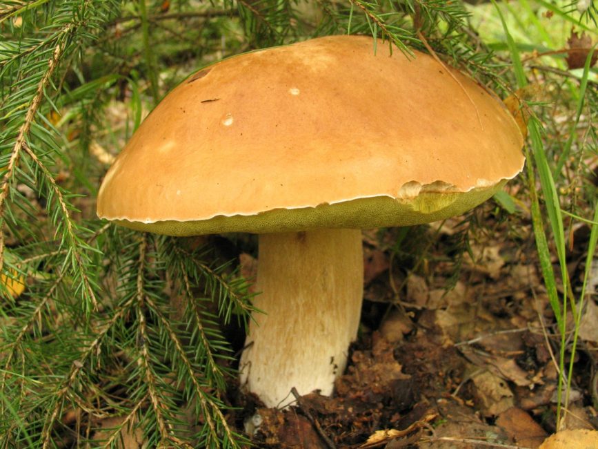 Hřib smrkový