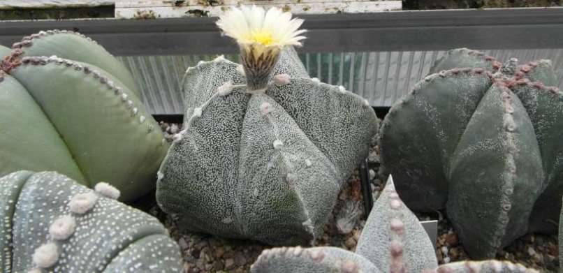  Astrophytum stellata durant la floració