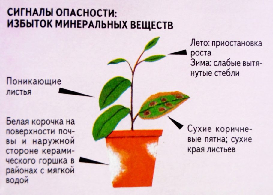 Излишъкът от тор е вреден за саксийните растения