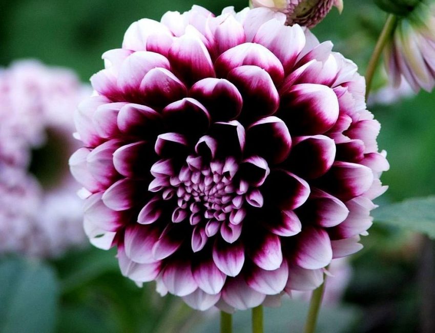 dalias de peonía
