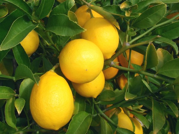 Meyer limon çeşidi