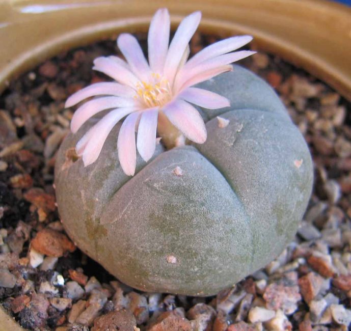  Lophophora Williams o peiot