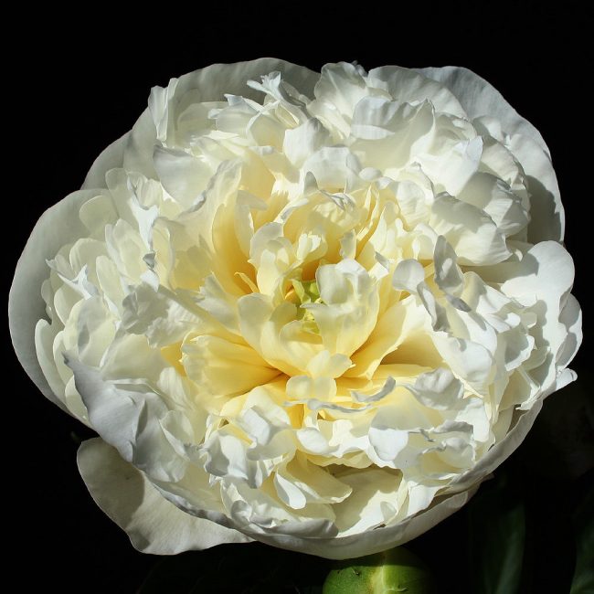 Сорт божур Duchesse de Nemours
