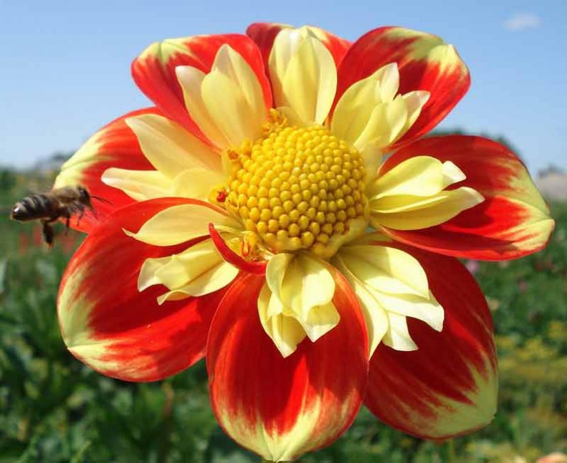 dalias de collar