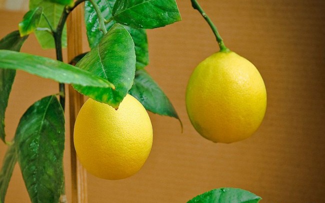 Limonlu Yeni Yıl - Yeni Yıl tatilleri için bir sürpriz