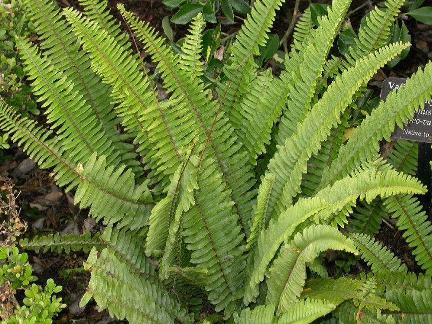 saniainen nephrolepis