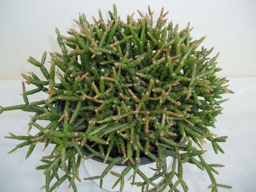 Ripsalis Barchela