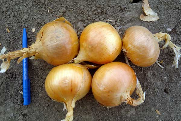 Kalcedon hagyma fajta