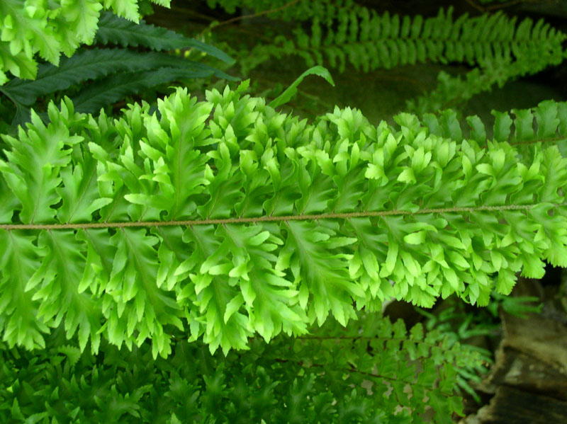 Nephrolepis ylevä