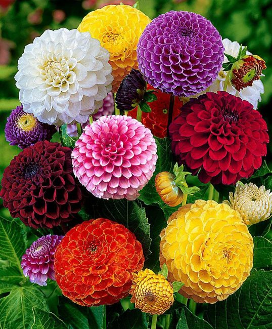 Pompones dalias en diferentes colores