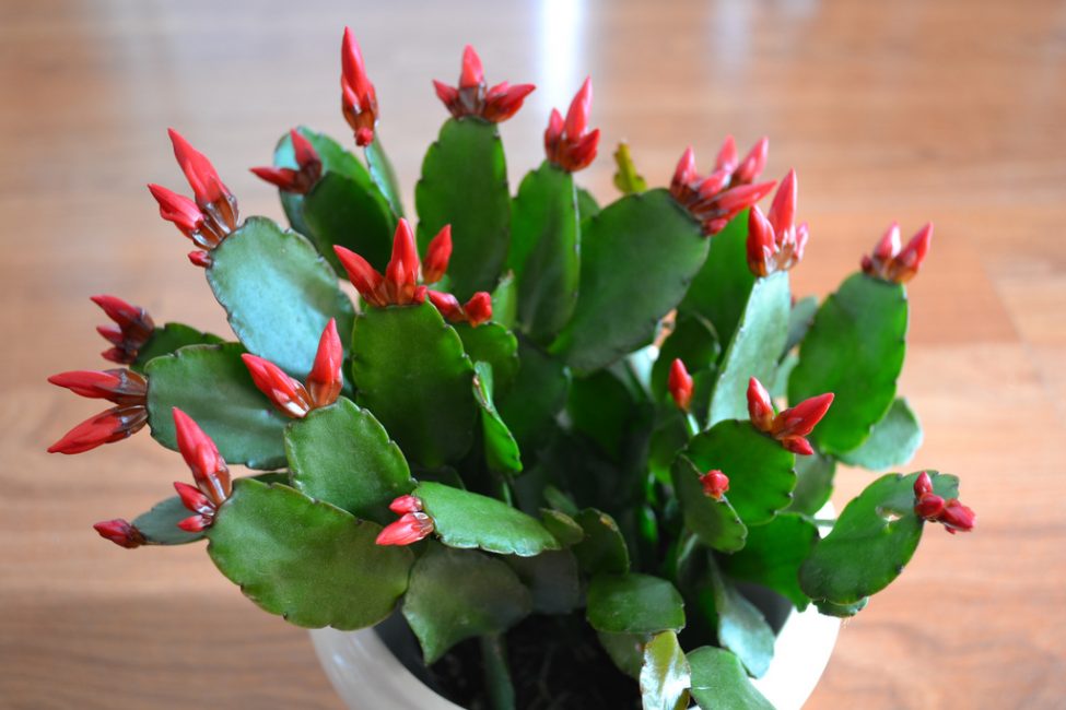 Ripsalidopsis
