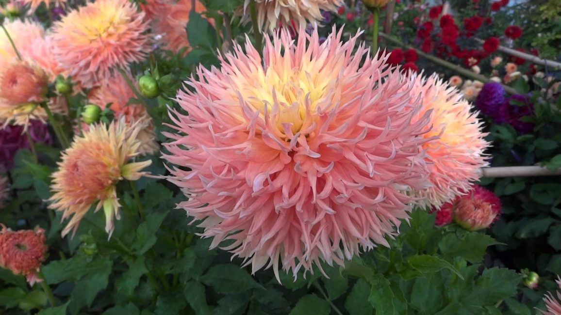 dalias de cactus