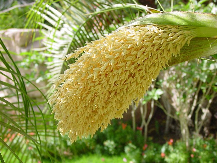 flors de palmera datilera