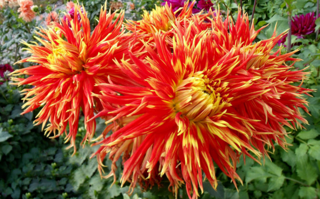 Dalias de cactus con hojas finas