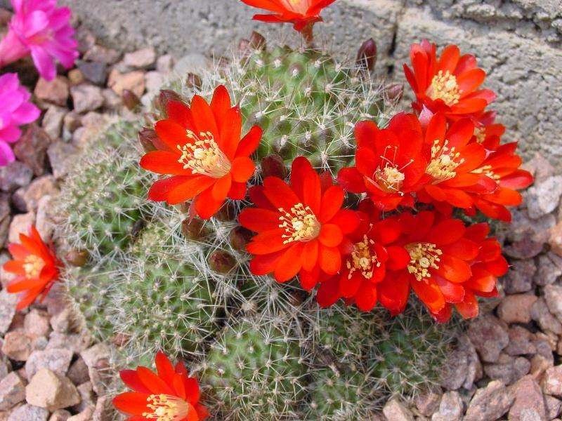 Rebutia petita