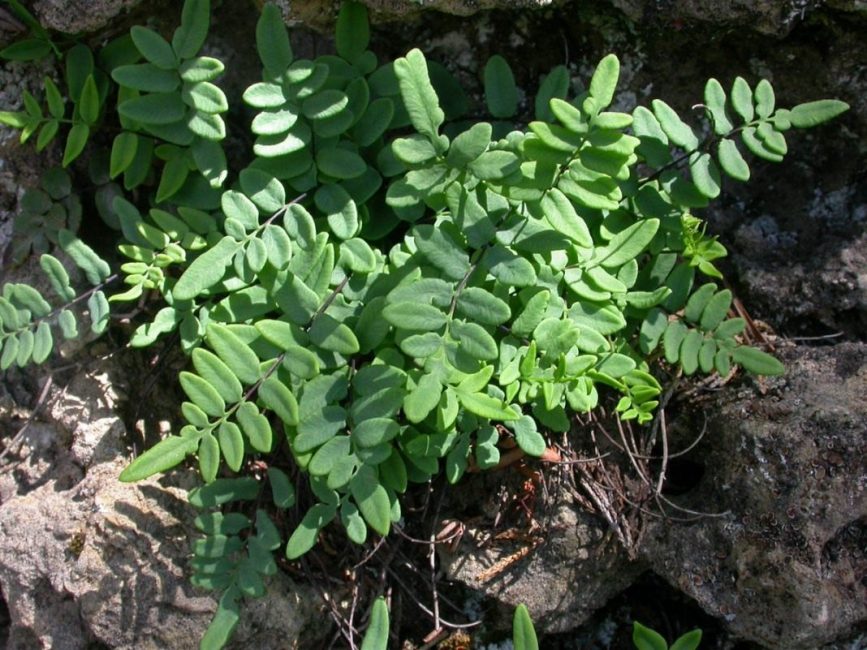 Pelleya alasti