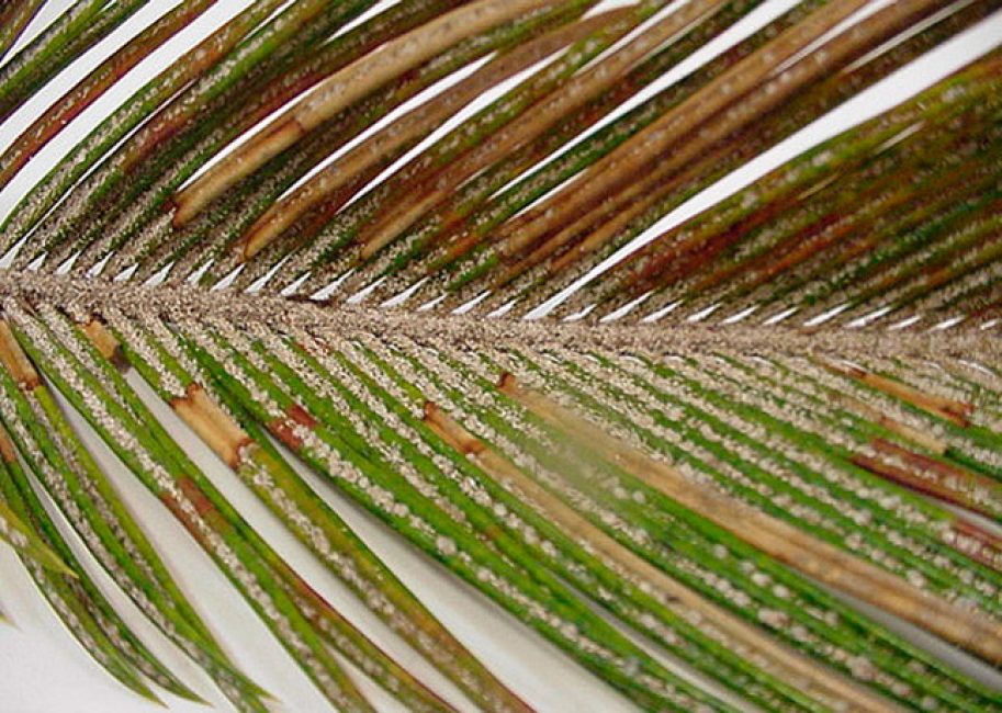 Palmera infestada de plagues