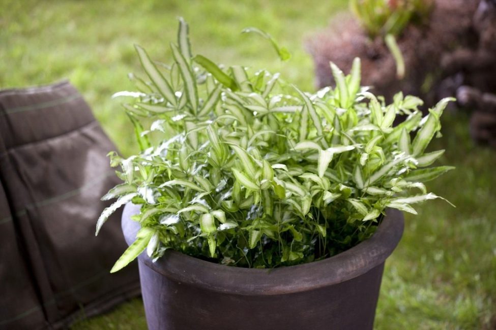 saniainen pteris