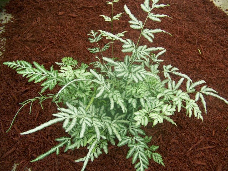 Pteris kreetalainen