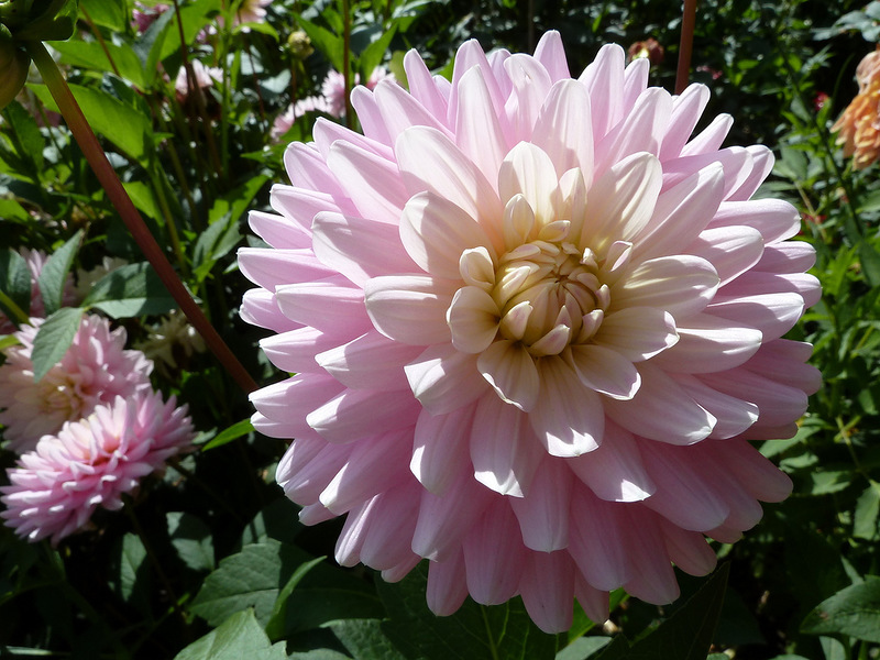 Ninfeo dalia