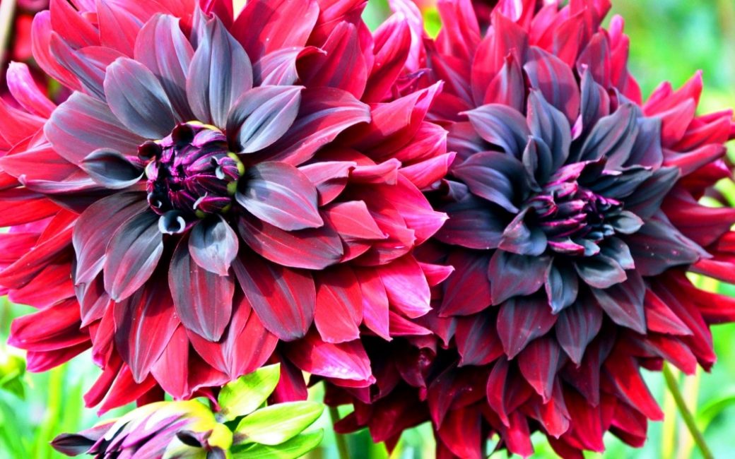 Variedades decorativas de dalia Duet
