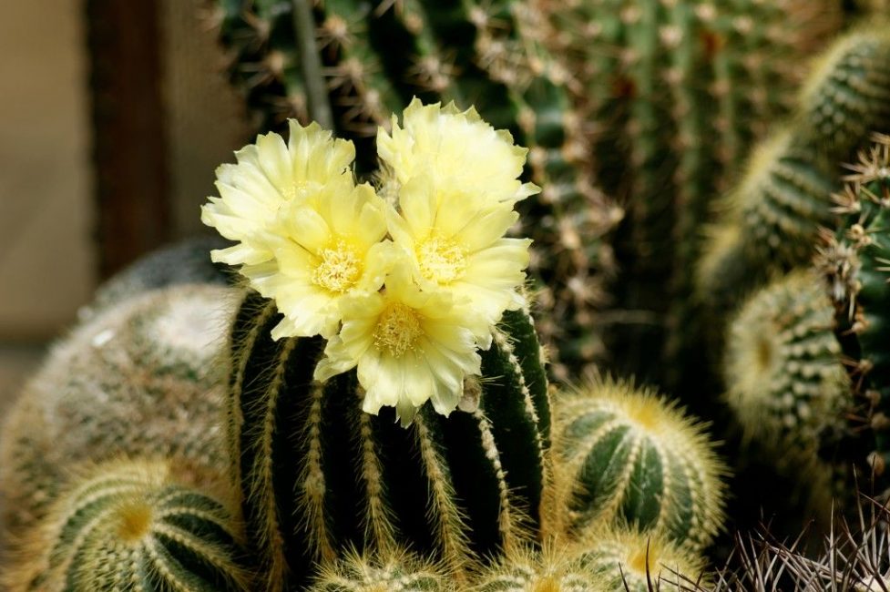 Notocactus assolellat durant la floració