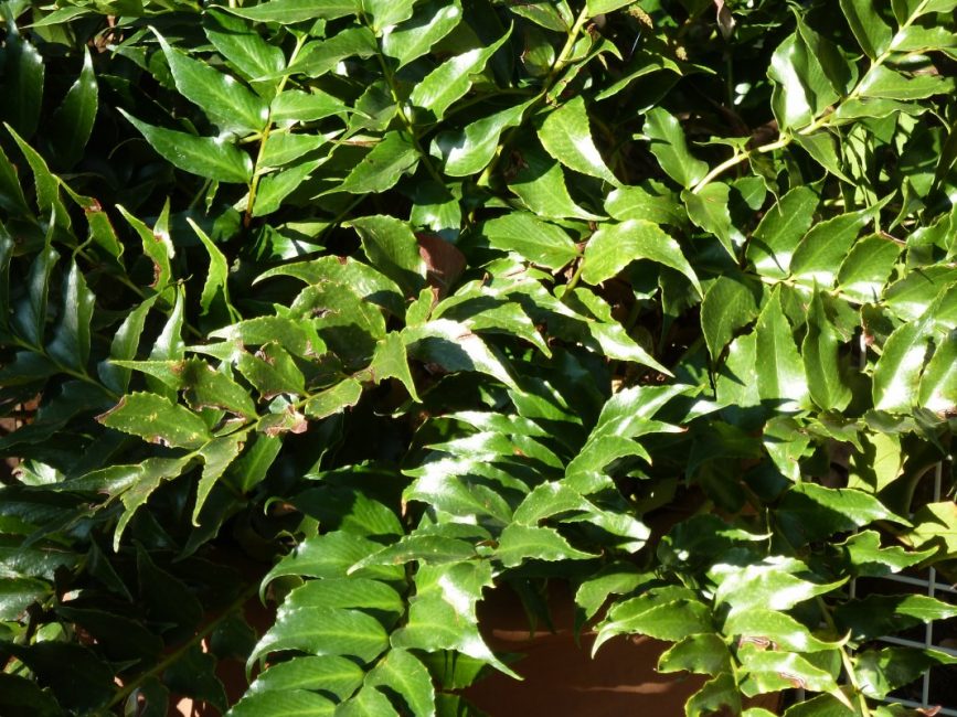 Cyrtomium sirppi