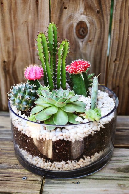 Una olla de cactus que utilitza pols
