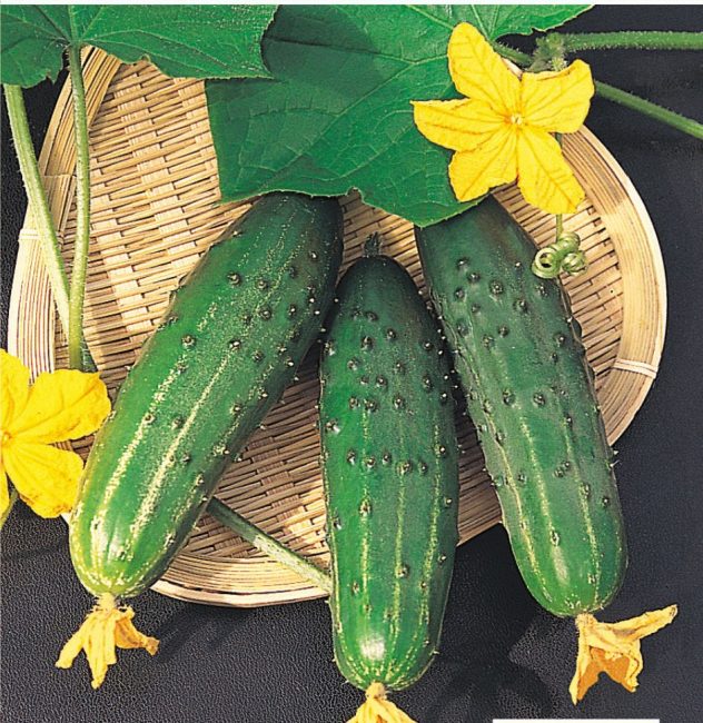 Farmer F1 uborka fajta