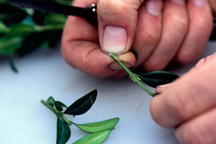 Köklenme için yeşil limon kesimlerini kesme kuralları: Alt tomurcuk altında eğik bir açıyla alt kesim, üst kesim doğrudan dik, kesim düz