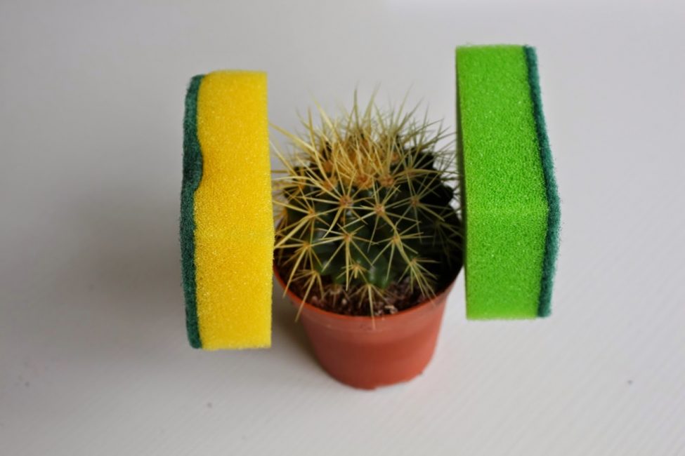 Sostenint un cactus durant el trasplantament amb esponges domèstiques