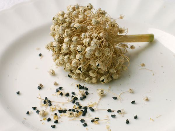 Nigella magvak