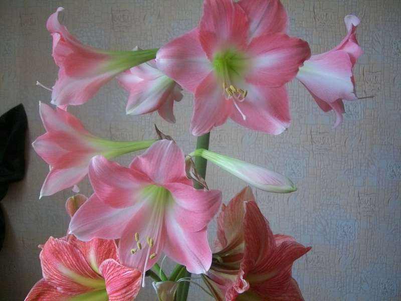 Σωληνοειδές hippeastrum Rebecca
