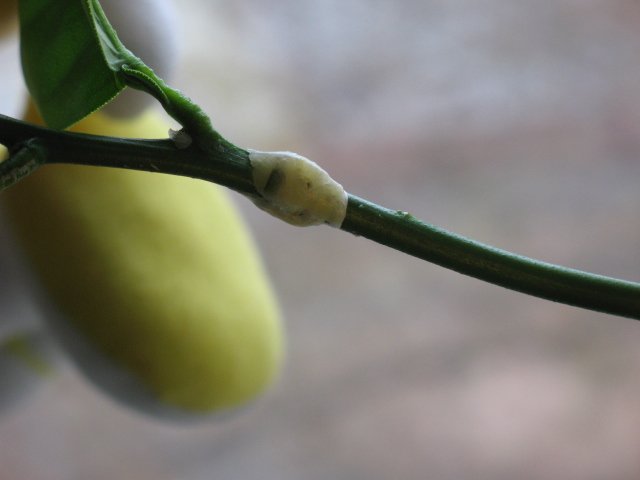 Anaç olarak, meyve veren bir limondan bir dal alabilirsiniz.