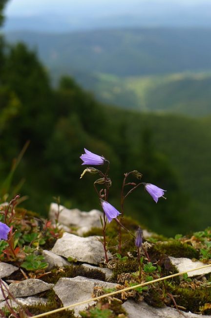 Campanula Carpathian σε φυσικές συνθήκες