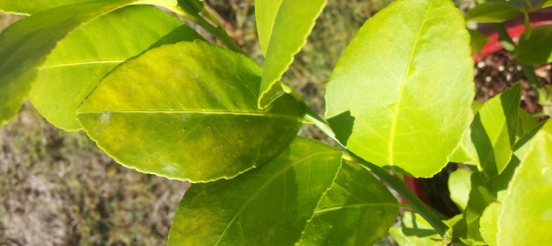 Limon yaprakları aniden sarardı ve düşmeye başladı. Böyle bir yaprak düşmesinin nedeni nedir?
