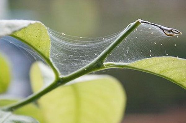 Örümcek akarı tarafından limonda belirgin hasar belirtileri