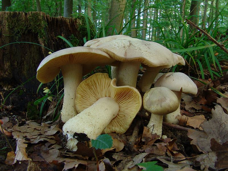 Entoloma jedovatá