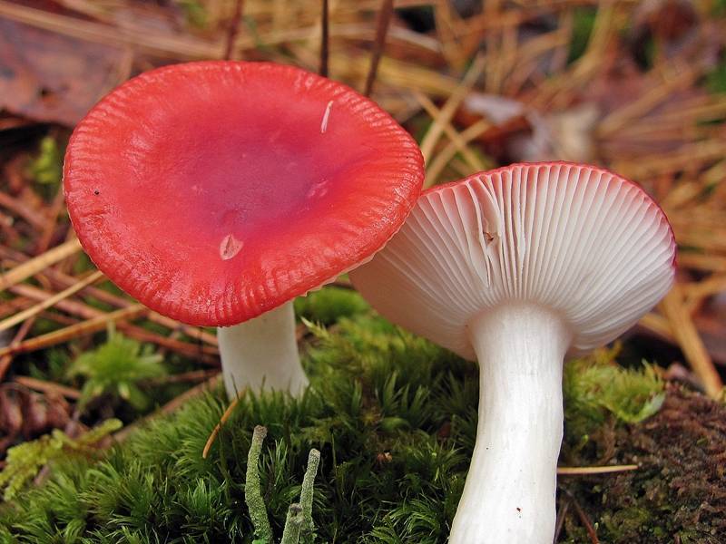 Russula je žíravina