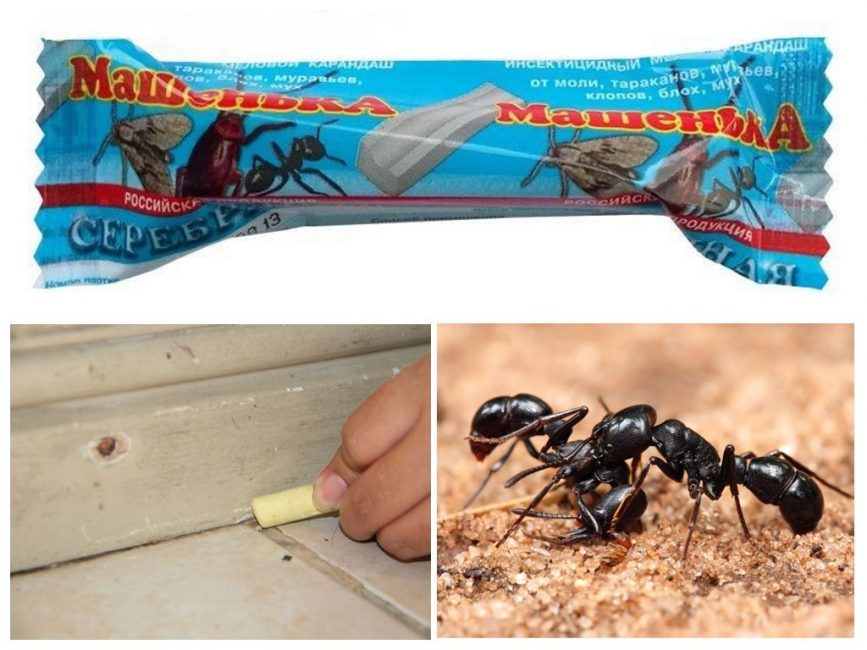 lápices de hormigas