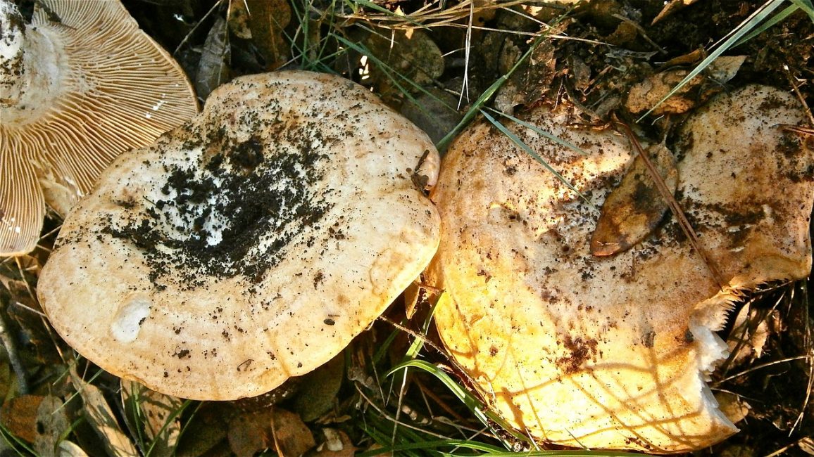 Mléčné houby