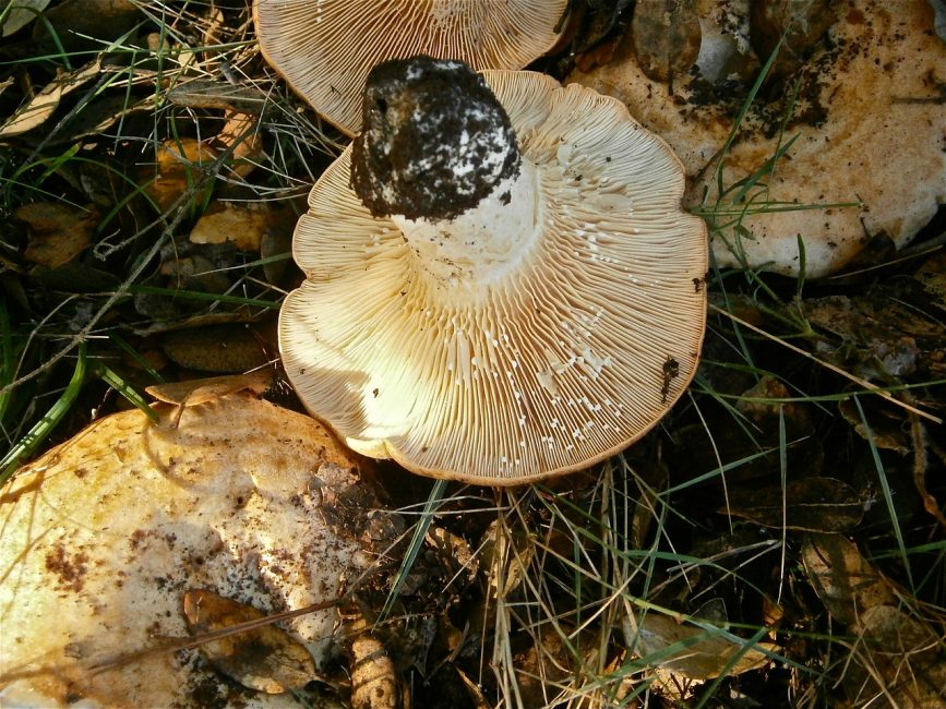 Mléčné houby