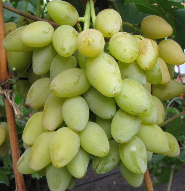 Muscat kesärypälelajike