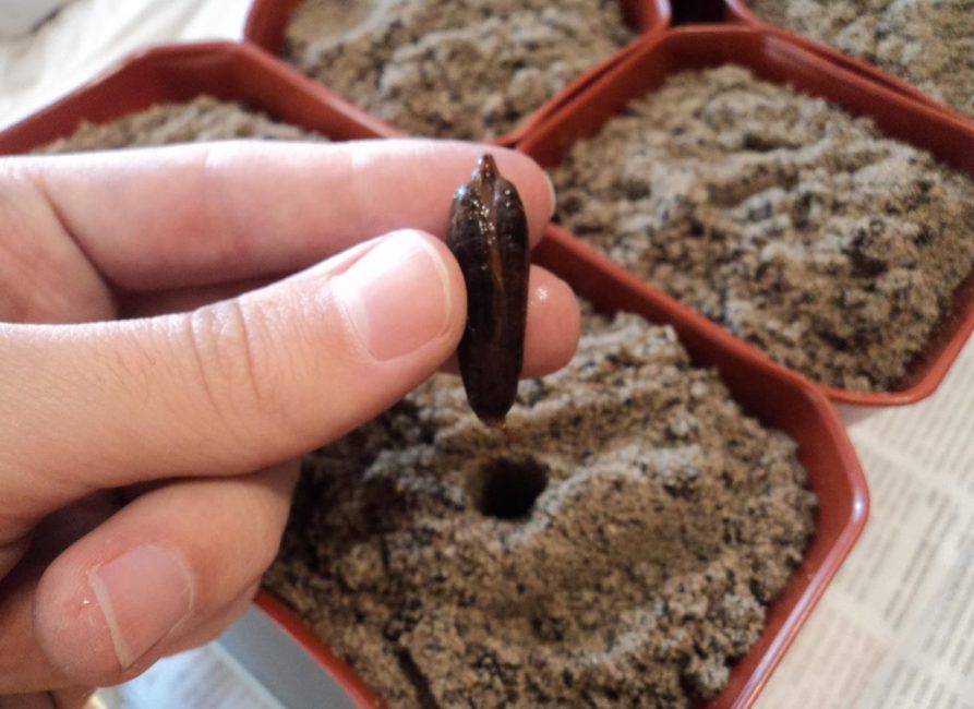 Primer test per plantar llavors de dàtils