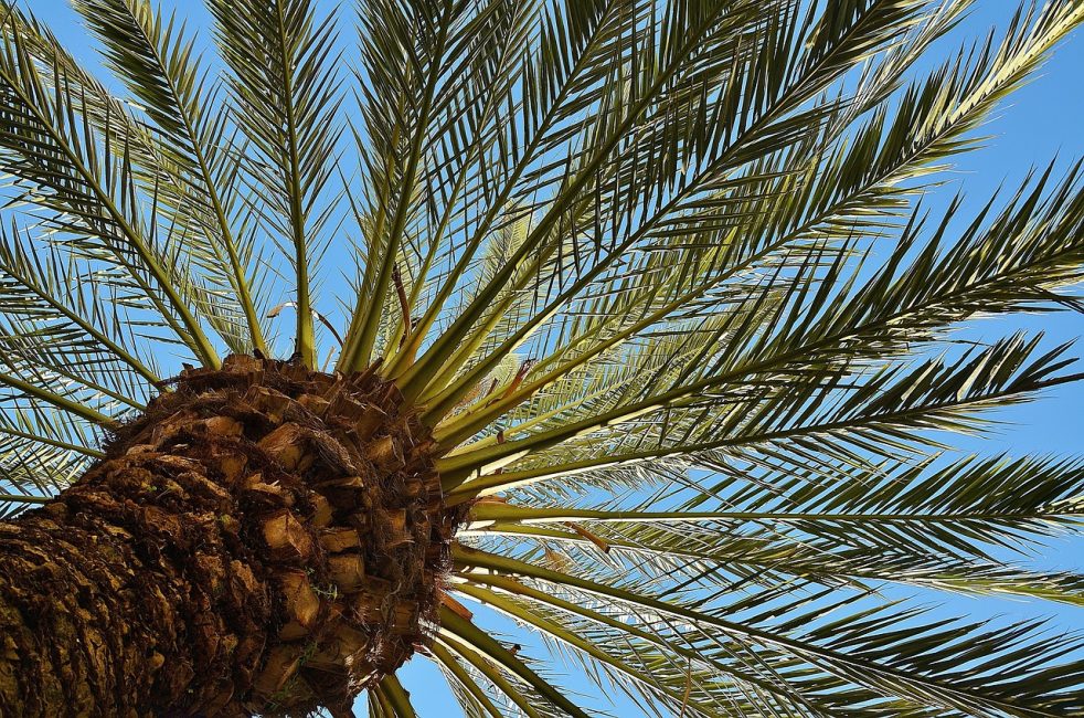 palmera datilera gran