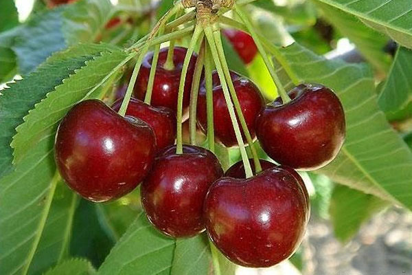 veda kirazı