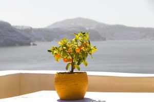 Naranja: descripción, plantación, cultivo en el hogar, reproducción y cuidado (Foto y video) + Reseñas