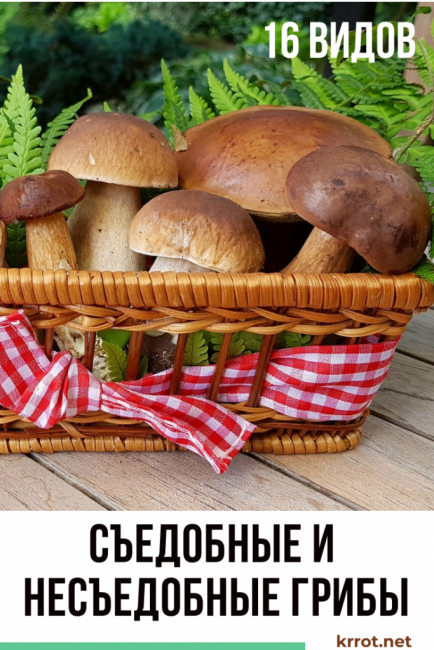 Ehető és nem ehető gomba, ikergomba