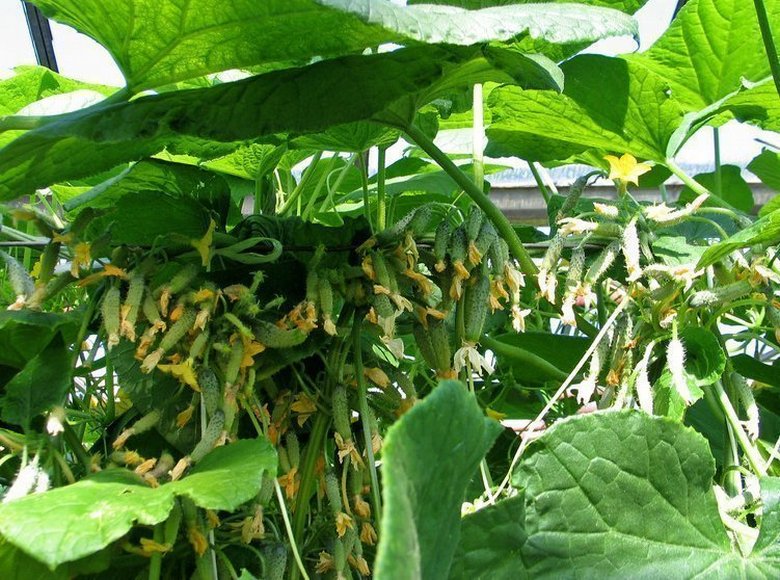 Garland F1 uborka fajta